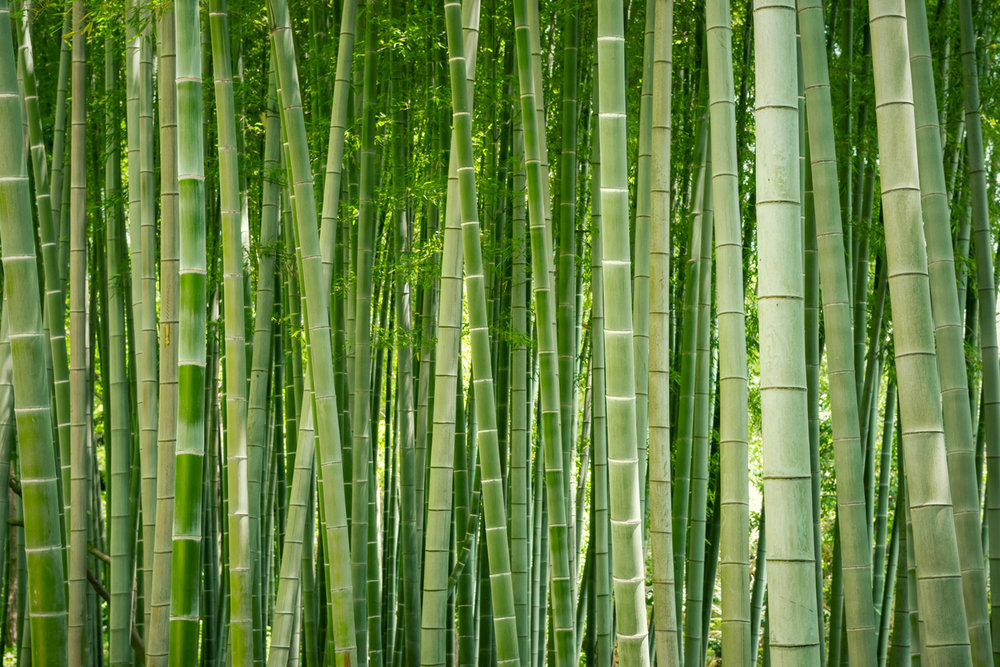 Enlarged view: Bamboo plants
